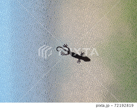 窓ガラスにはりついた ヤモリのシルエットの写真素材