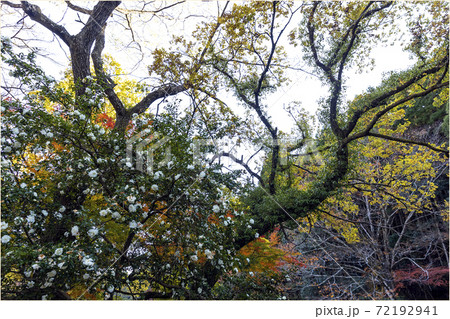 魔林狭の紅葉 72192941