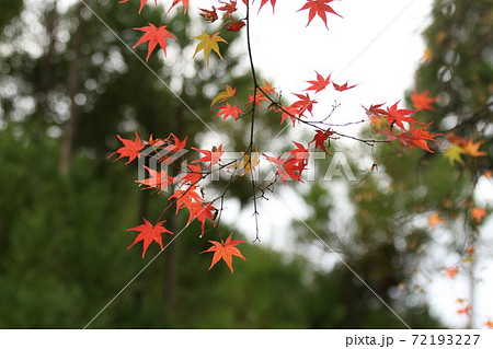 赤いもみじ 72193227