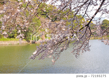 【東京】千鳥ヶ淵 濠に映える桜 【東京】千鳥ヶ淵 濠に映える桜 72193275