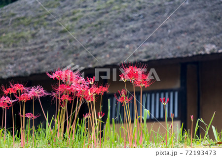 彼岸花と茅葺屋根 72193473