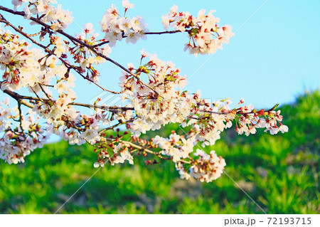 春イメージ＞夕日を浴びるビビットな色調の桜の写真素材 [72193715