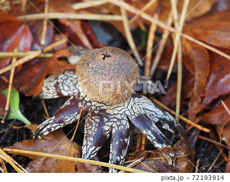 秋の森を散歩していたら面白いキノコツチグリ発見 72193914