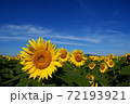 ひまわり 72193921