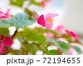 濃いピンクのベゴニア 72194655
