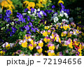 様々な色のパンジー・ビオラ 72194656