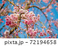 青空に咲く桜 72194658