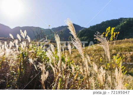 秋のススキがある日本の絶景 72195047