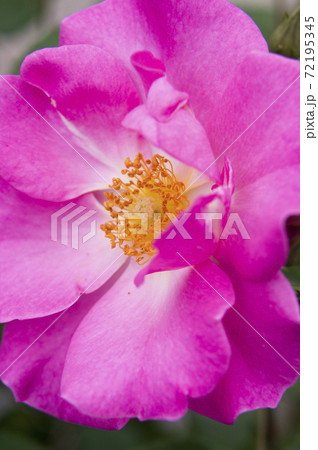 薔薇園のピンク色のバラの花が満開です。このバラの名前はカウンティフェアです。 薔薇園のピンク色のバラの花が満開です。このバラの名前はカウンティフェアです。 72195345