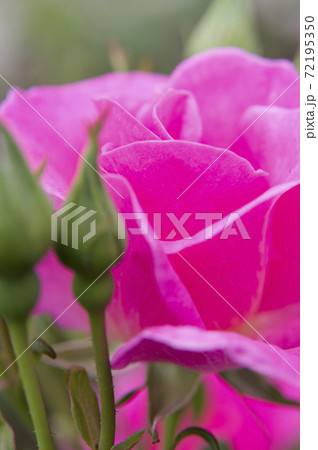 薔薇園のピンク色のバラの花が満開です。このバラの名前はカウンティフェアです。 薔薇園のピンク色のバラの花が満開です。このバラの名前はカウンティフェアです。 72195350