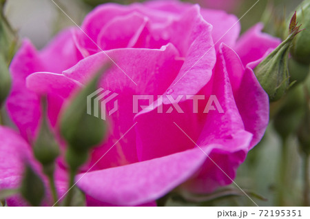 薔薇園のピンク色のバラの花が満開です。このバラの名前はカウンティフェアです。 薔薇園のピンク色のバラの花が満開です。このバラの名前はカウンティフェアです。 72195351