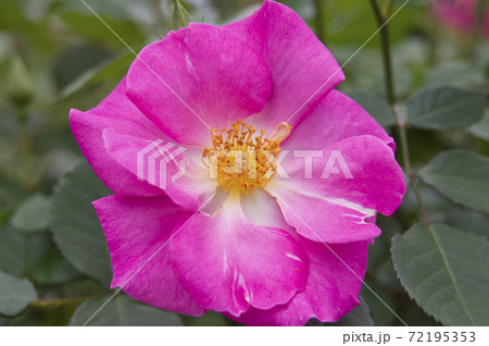 薔薇園のピンク色のバラの花が満開です。このバラの名前はカウンティフェアです。 薔薇園のピンク色のバラの花が満開です。このバラの名前はカウンティフェアです。 72195353