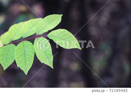 鮮やかな緑の葉 72195485