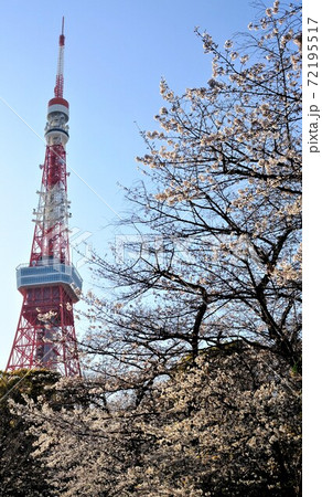 芝公園の桜と東京タワー 72195517
