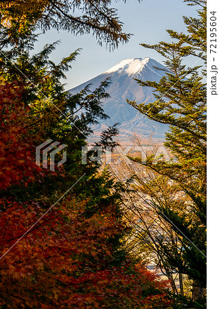 【山梨県】　富士山　新倉山 浅間公園 　紅葉　1 72195604