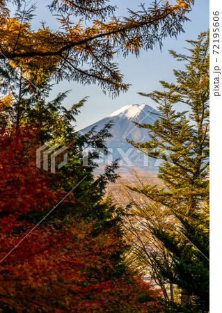 【山梨県】　富士山　新倉山 浅間公園 　紅葉　1 72195606