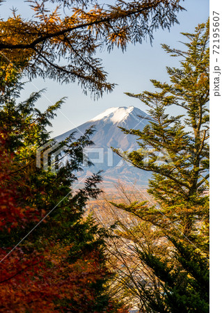 【山梨県】　富士山　新倉山 浅間公園 　紅葉　1 72195607