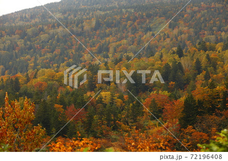 八甲田紅葉 八甲田紅葉 72196408