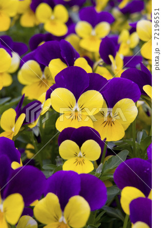 公園に紫と黄色のパンジーが咲いています。花々が密集して咲いています。 72196551