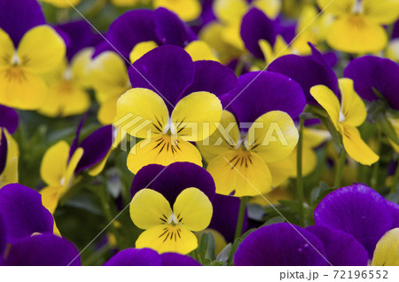公園に紫と黄色のパンジーが咲いています。花々が密集して咲いています。 72196552