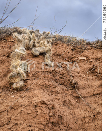 plains prickly pear cactus on a canyon wall 72196669