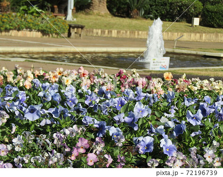 三陽メデアフラワーミュージアムの前庭の青色の花ビオラ 72196739