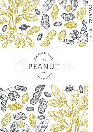 Hand drawn peanut branch and kernels design template. Organic food vector illustration on white background. Retro nut background. Engraved style botanical picture. Hand drawn peanut branch and kernels design template. Organic food vector illustration on white background. Retro nut background. Engraved style botanical picture. 72196839
