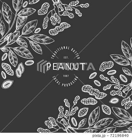 Hand drawn peanut branch and kernels design template. Organic food vector illustration on chalk board. Retro nut illustration. Engraved style botanical picture. Hand drawn peanut branch and kernels design template. Organic food vector illustration on chalk board. Retro nut illustration. Engraved style botanical picture. 72196840