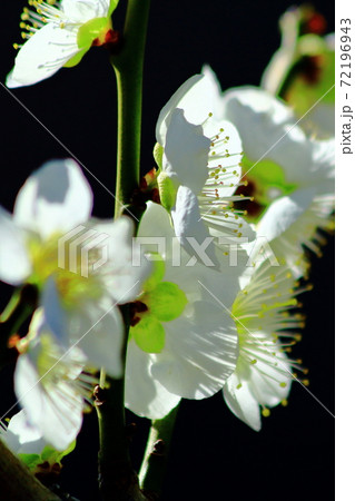 大阪城公園（大阪府）に咲く梅の花＜緑萼　(りょくがく）＞ 72196943
