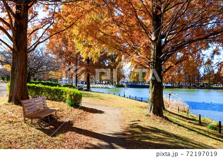 埼玉県川越市川越水上公園メタセコイヤ紅葉と池 72197019