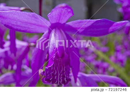 公園に紫色の花が咲いています この花の名前は紫蘭 シラン です の写真素材