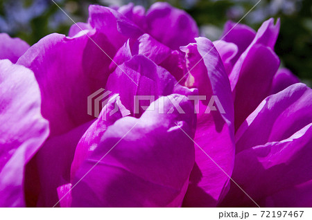 牡丹の花のクローズアップ写真です この赤紫色の牡丹の花の名前は紅玉です の写真素材