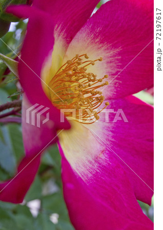 赤い薔薇のクローズアップ写真です。このバラの名前はカクテルです。 赤い薔薇のクローズアップ写真です。このバラの名前はカクテルです。 72197617