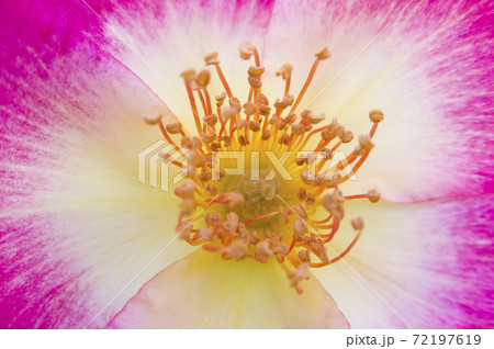 赤い薔薇のクローズアップ写真です。このバラの名前はカクテルです。 赤い薔薇のクローズアップ写真です。このバラの名前はカクテルです。 72197619