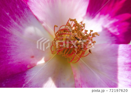 赤い薔薇のクローズアップ写真です。このバラの名前はカクテルです。 赤い薔薇のクローズアップ写真です。このバラの名前はカクテルです。 72197620