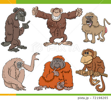 monkeys and apes animal characters cartoon set 72198265