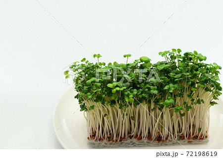 ブロッコリースプラウト 72198619