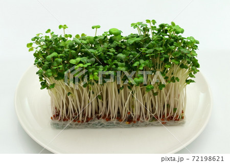 ブロッコリースプラウト 72198621