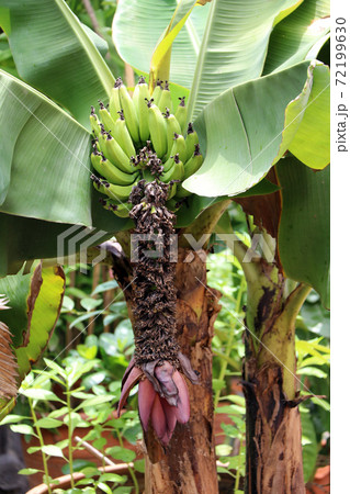 Red banana blossom sprouting from the end of a bunch of cultivated banana from the tree with leaf. Red banana blossom sprouting from the end of a bunch of cultivated banana from the tree with leaf. 72199630