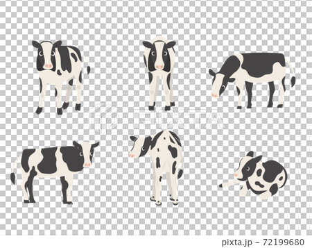 Variation set for calf Holstein 72199680