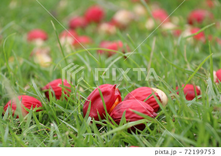 Red areca nut falling from the tree on the green grass floor. Red areca nut falling from the tree on the green grass floor. 72199753