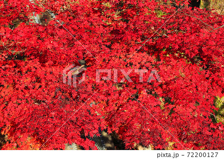 とっくりダムの紅葉 72200127