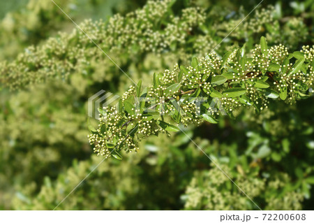 Scarlet firethorn 72200608