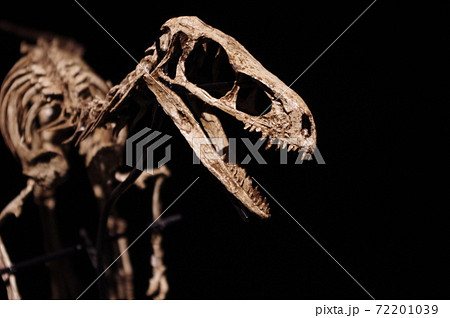 博物館の恐竜コーナーに展示されたヴェロキラプトルの化石 博物館の恐竜コーナーに展示されたヴェロキラプトルの化石 72201039