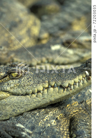 CAMBODIA SIEM REAP CROCODILE FARM 72203035