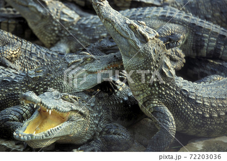 CAMBODIA SIEM REAP CROCODILE FARM 72203036