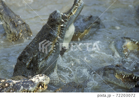 CAMBODIA SIEM REAP CROCODILE FARM 72203072