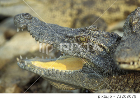 CAMBODIA SIEM REAP CROCODILE FARM 72203079