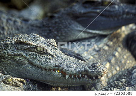 CAMBODIA SIEM REAP CROCODILE FARM 72203089