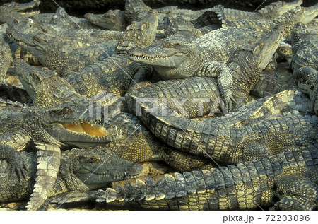 CAMBODIA SIEM REAP CROCODILE FARM 72203096
